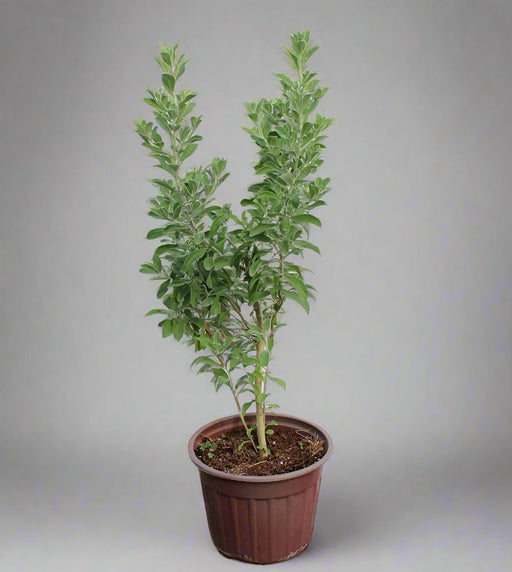 Leucophyllum frutescens image 0