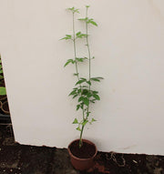 Jasminum grandiflorum image 0