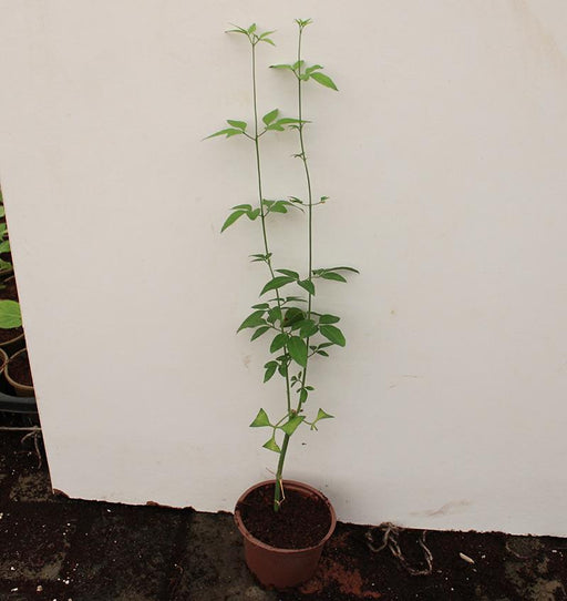 Jasminum grandiflorum image 0