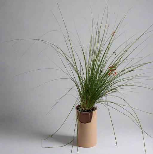 Pennisetum setaceum image 0
