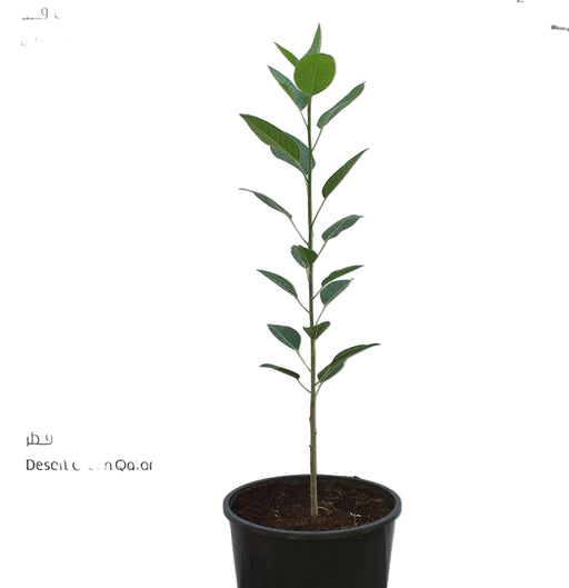 Ficus Altissima image 0