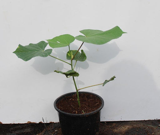 Hibiscus tiliaceus image 0