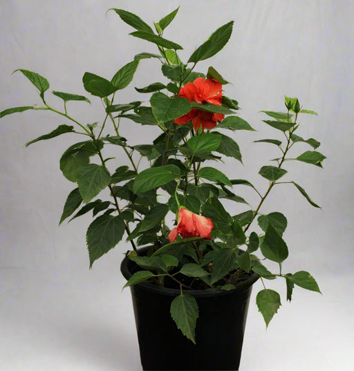 Hibiscus red double  flower (60-80cm Height, 3PP & Bushy) image 1