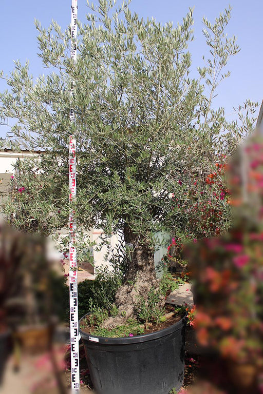 Olea Europaea PON PON tar 90L image 0