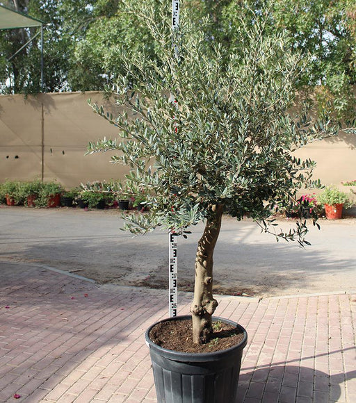 Olea Europea Florida image 0