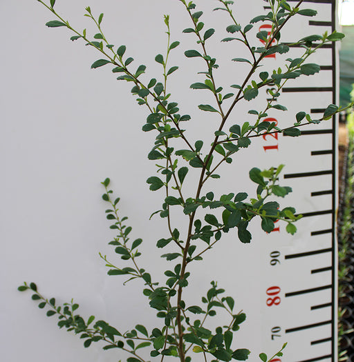 Ehretia microphylla image 0