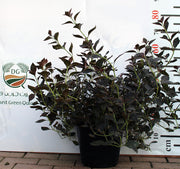 Iresine lindenii image 1