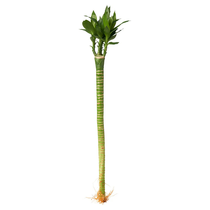 Lucky Lotus Bamboo 60cm