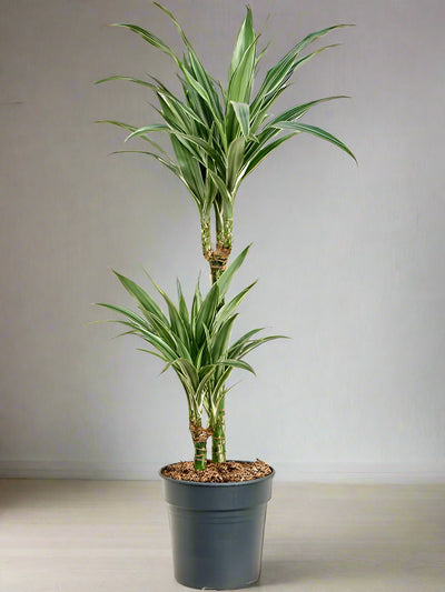 Dracaena fr de 'Warneckei' 60-30-15 2+ head 21CM POT,105CM HT