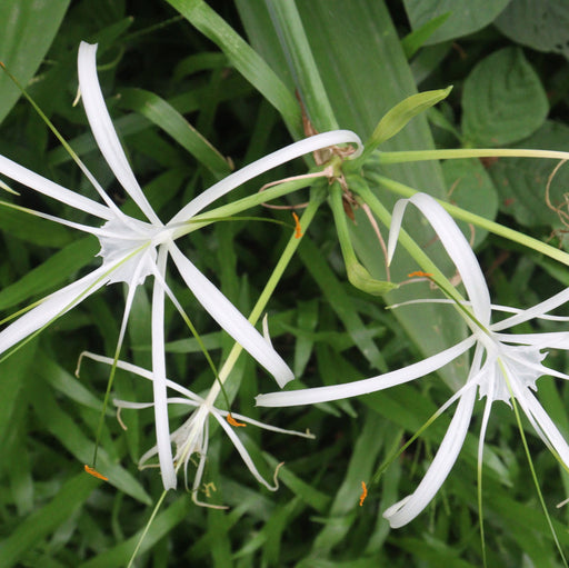 White spider lilies among green leaves