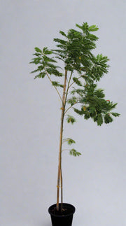 Cassia glauca image 1
