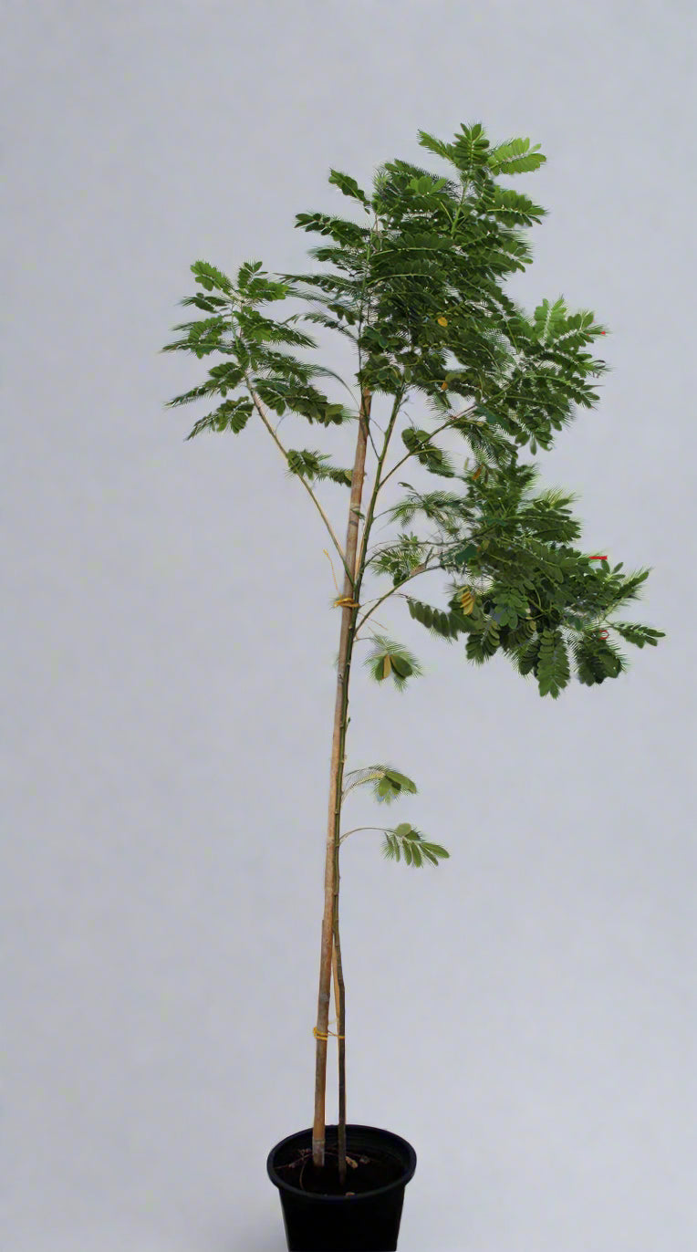 Cassia glauca image 1