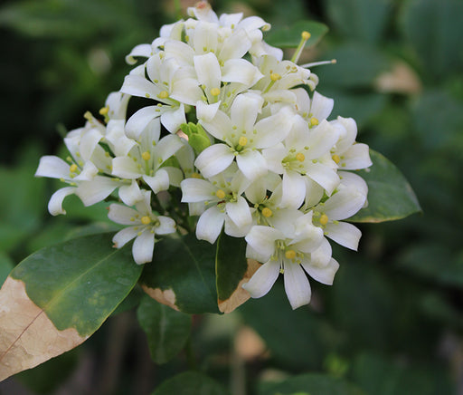 Murraya paniculata Bushy image 2