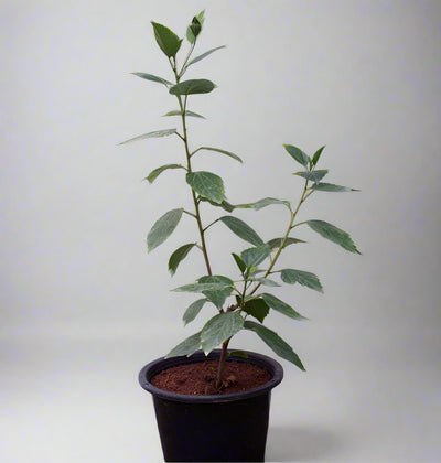 Hibiscus red (Tall Red) 20-30cm image 0