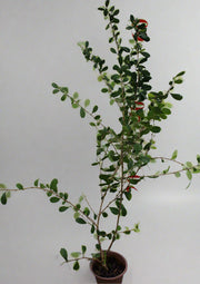 Ehretia microphylla image 1