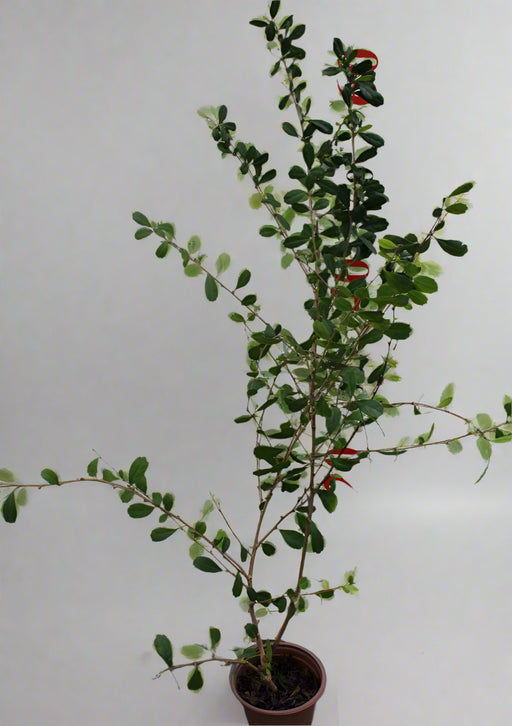 Ehretia microphylla image 1