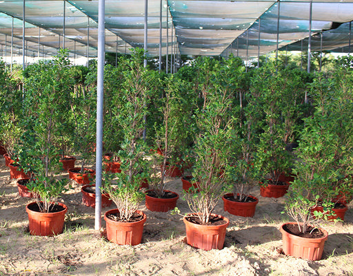 Ficus diversifolia 'Cone shape image 0