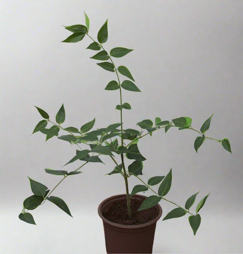 Jasminum Nitidum image 0