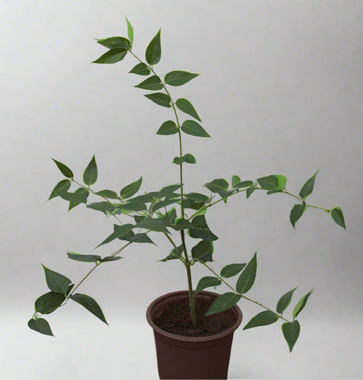 Jasminum Nitidum image 0