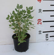 Atriplex halimus image 0