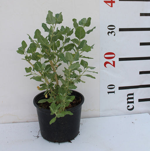 Atriplex halimus image 0