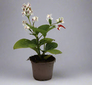 Eranthemum "Green" 10-15cm image 0