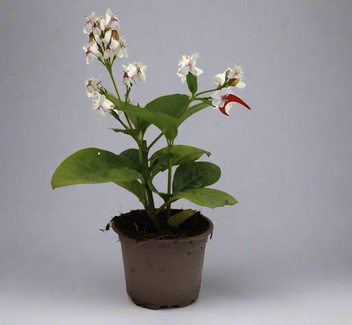 Eranthemum "Green" 10-15cm image 0