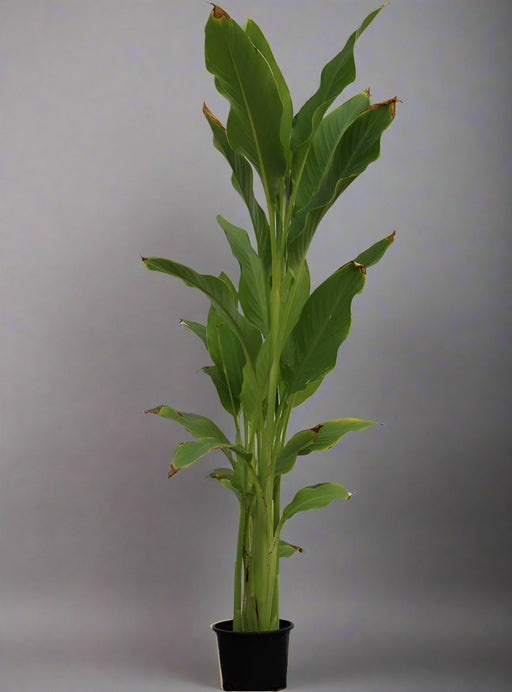 Canna indica "Green Leaf" image 0