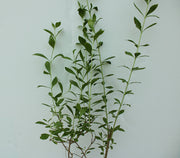 Lawsonia inermes image 0