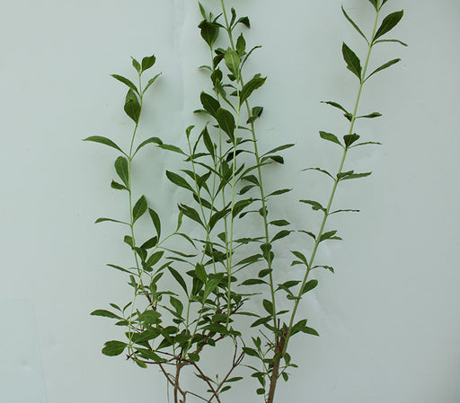Lawsonia inermes image 0