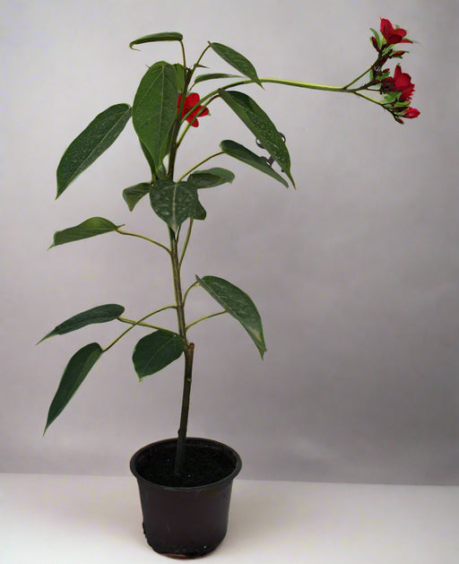 Jatropha pandurifolia 10-15cm image 0