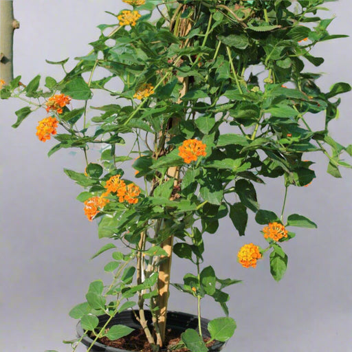 Lantana 'Orange' image 0