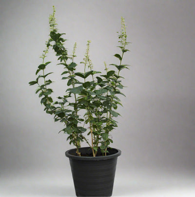 Jasminum Mogra "Full Lebnani" image 0