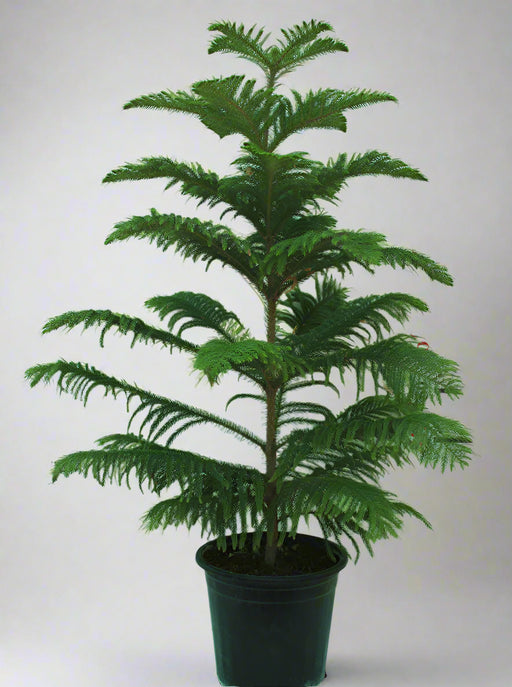 Araucaria cunninghamii 1m image 0