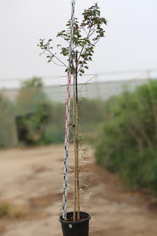 Hibiscus Tiliaceus Rubra image 0