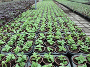 Aptenia cordifolia image 1