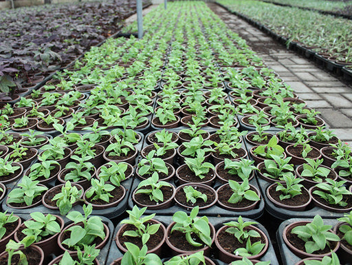 Aptenia cordifolia image 1