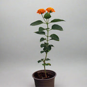 Lantana 'Orange' image 0