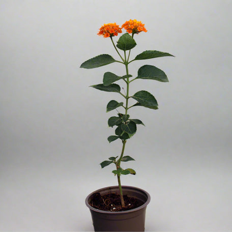 Lantana 'Orange' image 0
