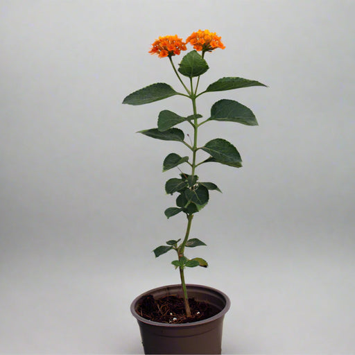Lantana 'Orange' image 0