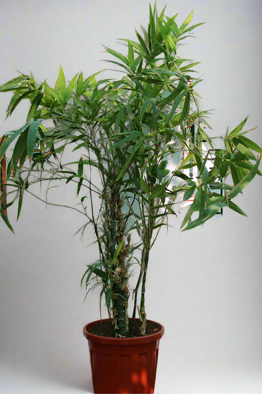 Bamboo "Green" image 0