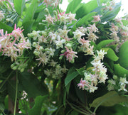 Quisqualis indica image 2