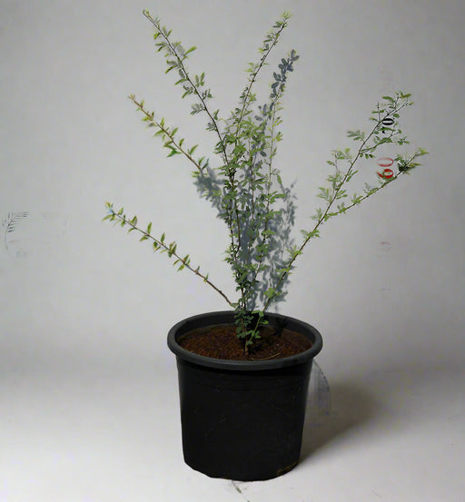 Prosopis cineraria image 0