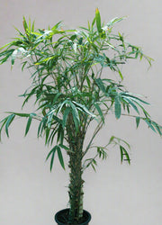 Bambusa ventricosa image 1