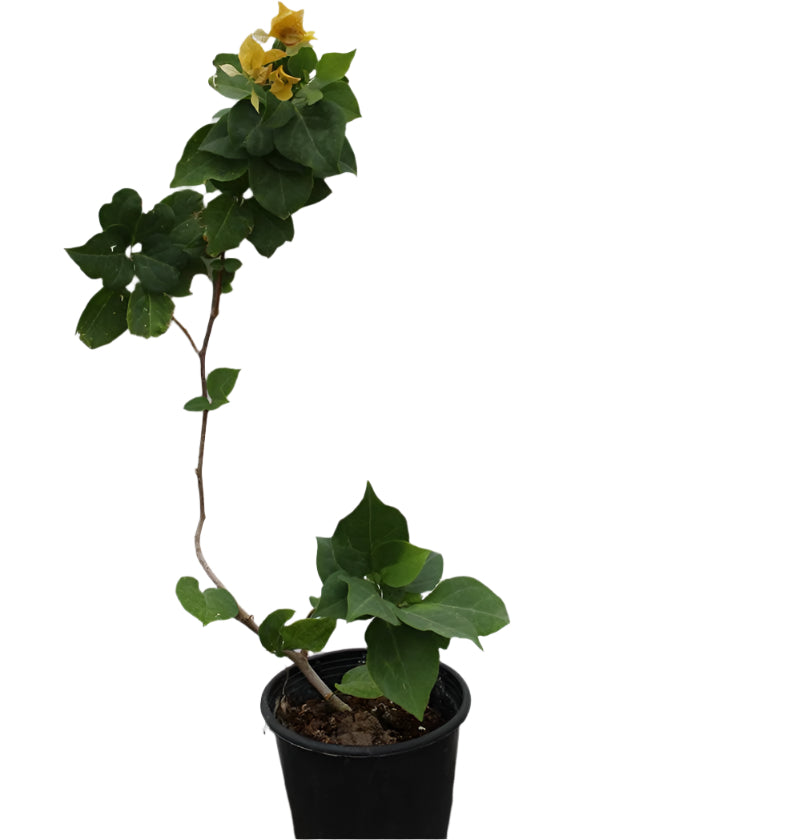 Bougainvillea "yellow" image 0