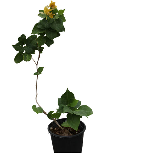 Bougainvillea "yellow" image 0