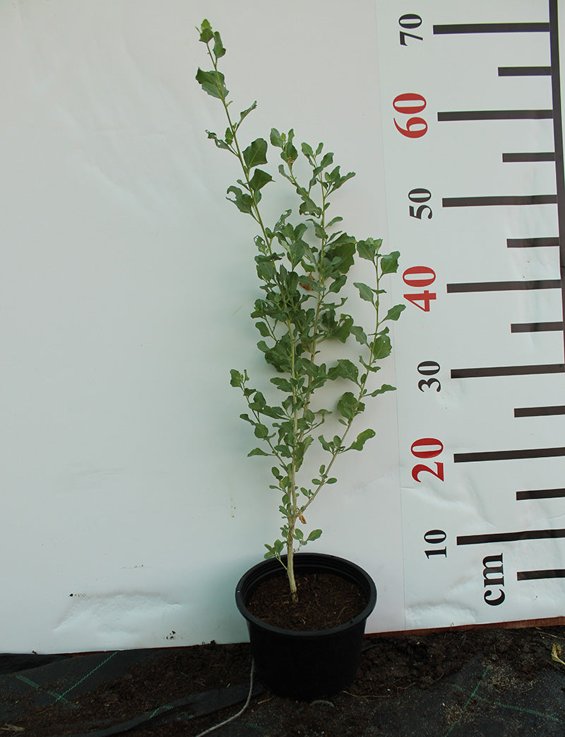 Atriplex halimus image 1