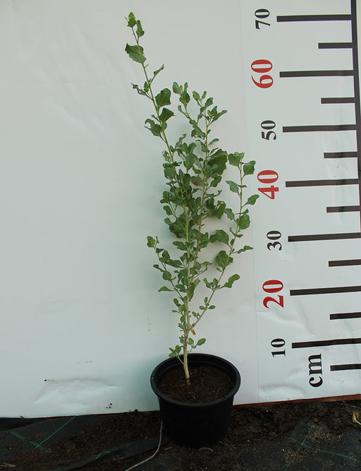 Atriplex halimus image 1