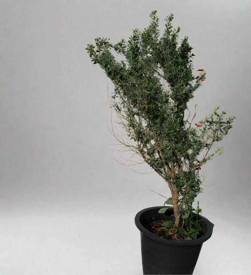 Leucophyllum 'Green Cloud' image 0