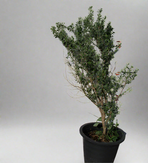 Leucophyllum 'Green Cloud' image 0